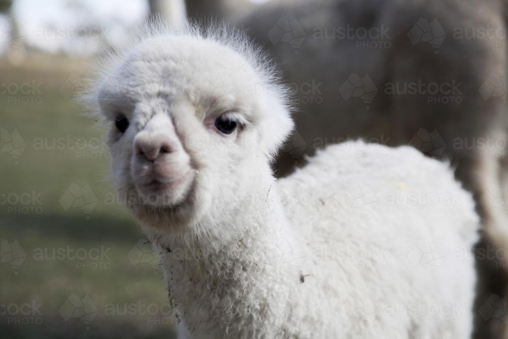 Baby alpaca closeup on the farm - Australian Stock Image