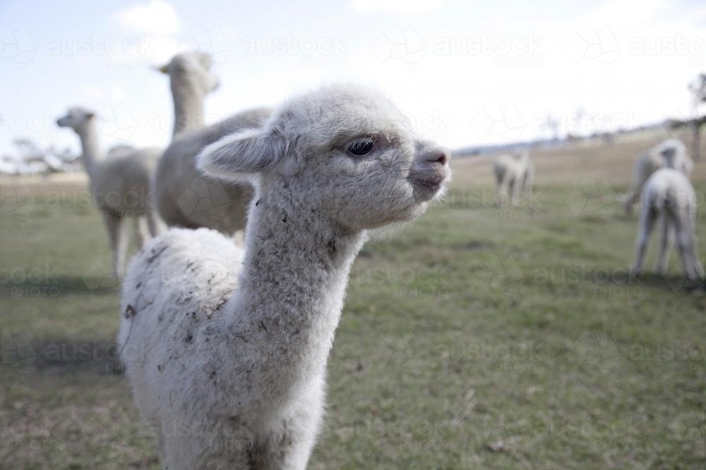 Baby alpaca closeup on the farm - Australian Stock Image