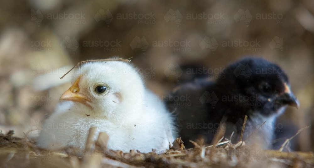 Baby black and white chicks on bed of straw ground - Australian Stock Image
