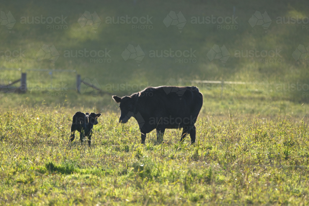 Baby calf and mother cow backlit in paddock - Australian Stock Image