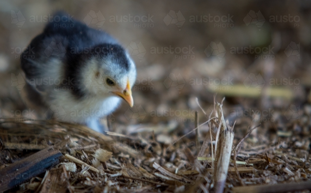 Baby chick on straw ground - Australian Stock Image