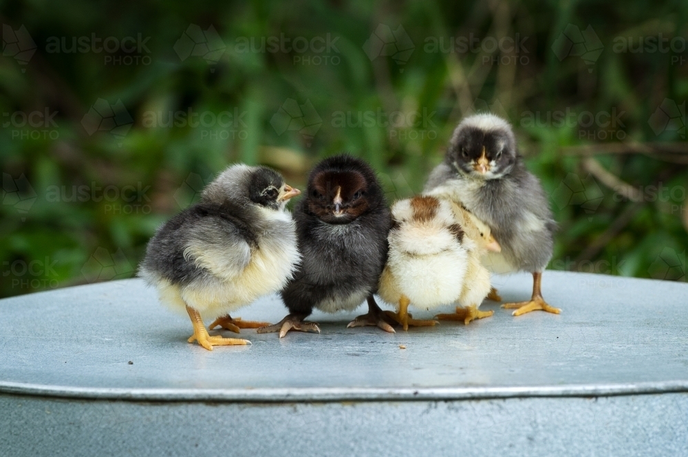 baby chickens sitting on metal bucket - Australian Stock Image