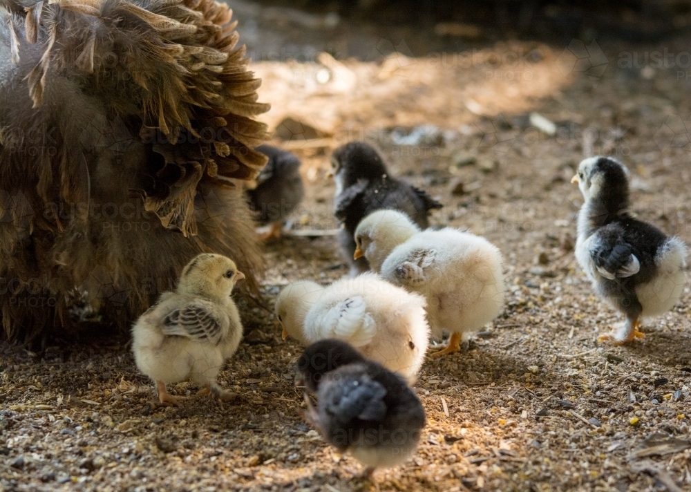 Baby chicks following mother hen - Australian Stock Image