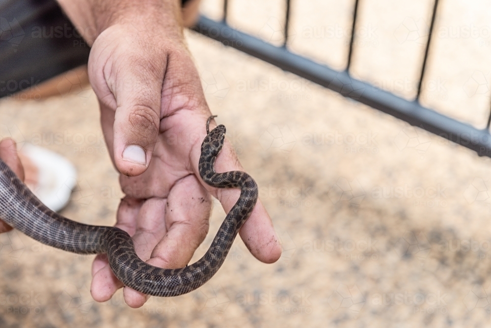 Baby children's python - Australian Stock Image