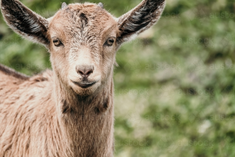 Baby goat - Australian Stock Image