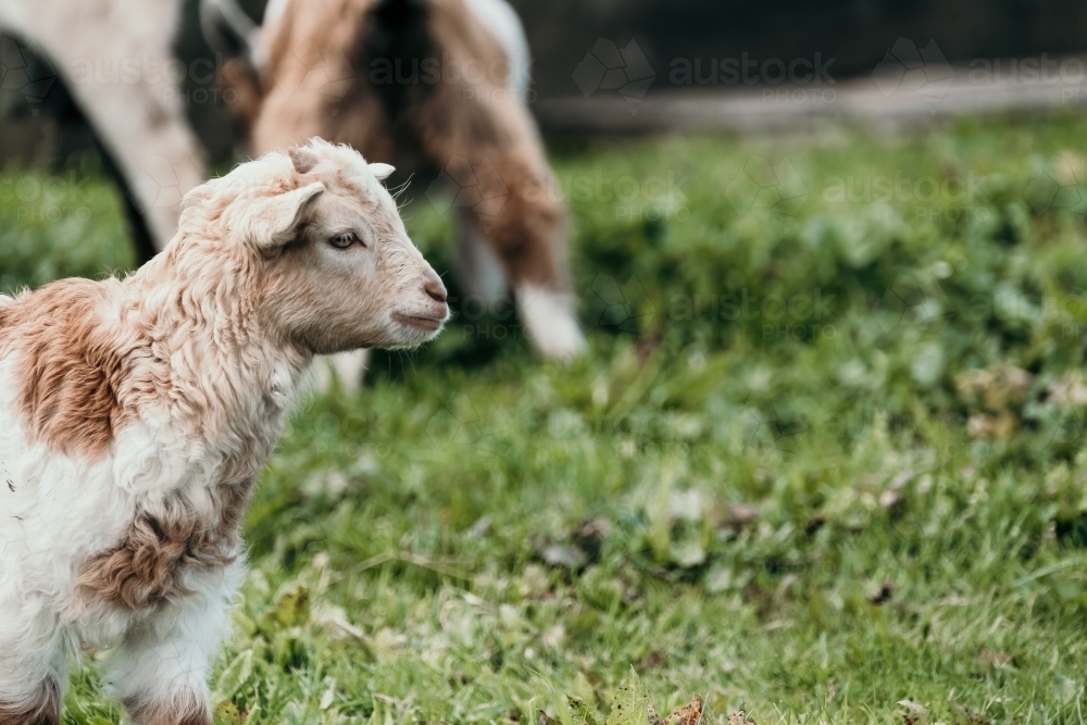 Baby goat walking in the paddock. - Australian Stock Image
