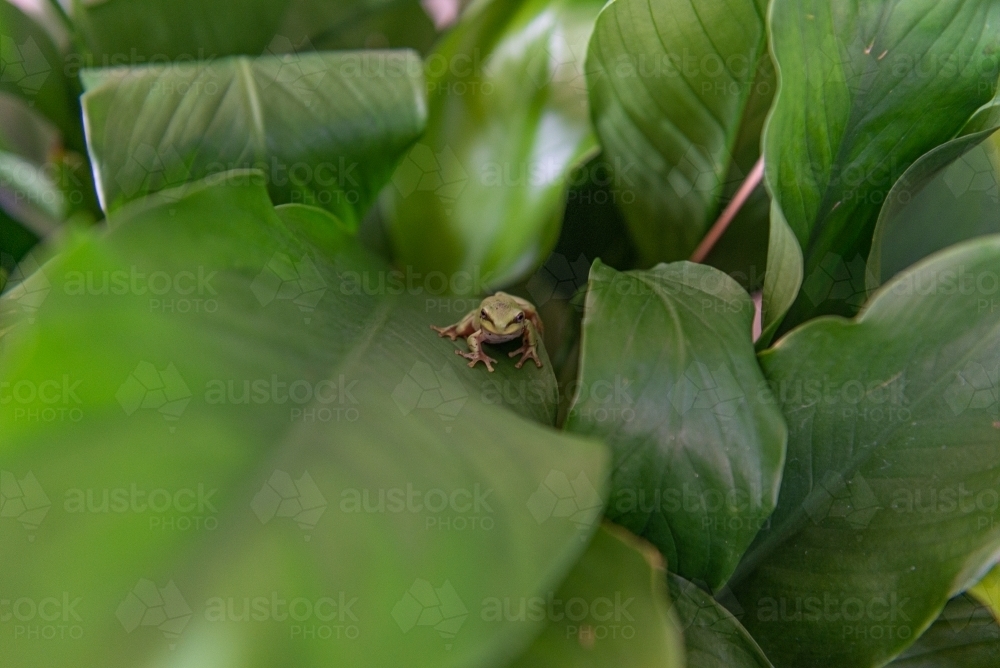 Baby Green Tree Frog - Australian Stock Image