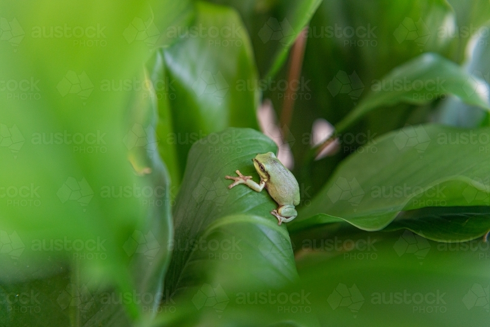 Baby Green Tree Frog - Australian Stock Image