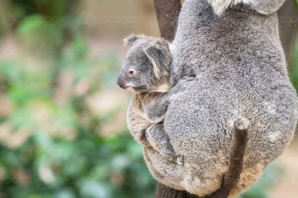 Baby koala looks out to the left as it rest on its mother’s side - Australian Stock Image