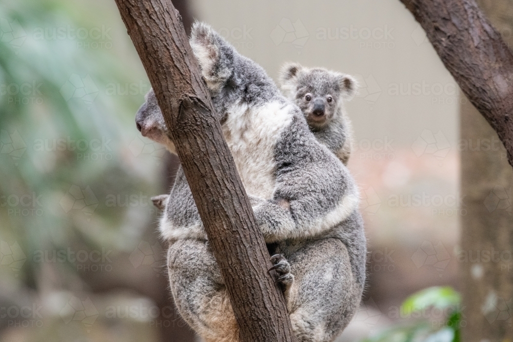 Baby koala peaks over mother’s shoulder while on a bare branch - Australian Stock Image