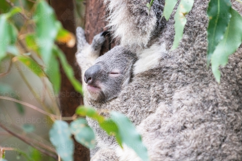Baby koala’s face peering out from it’s mother’s embrace as it sleeps - Australian Stock Image