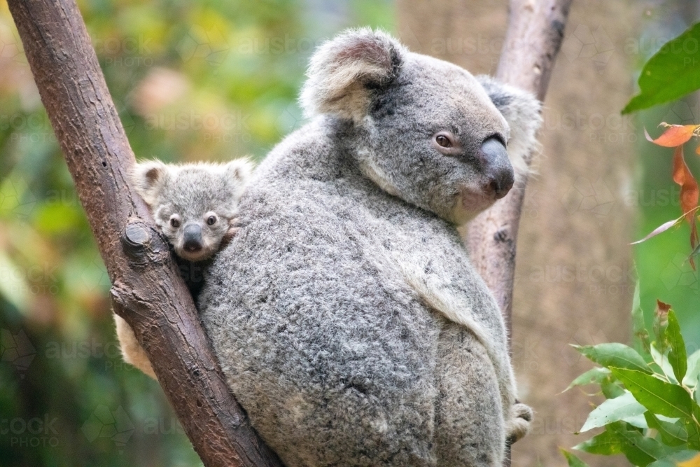Baby koala’s face resting between a bare branch and it’s mother’s back - Australian Stock Image