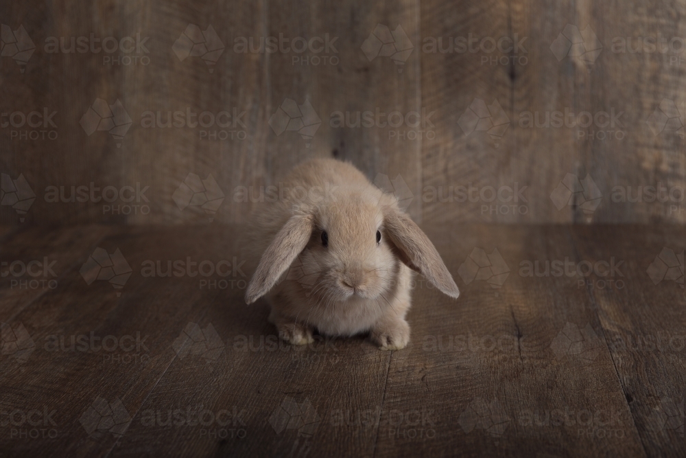 Baby Lop Eared Rabbit On a Wooden Backdrop in Centre of the Frame - Australian Stock Image