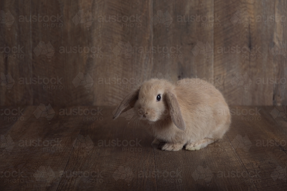 Baby Lop Eared Rabbit On a Wooden Backdrop Looking at Camera - Australian Stock Image