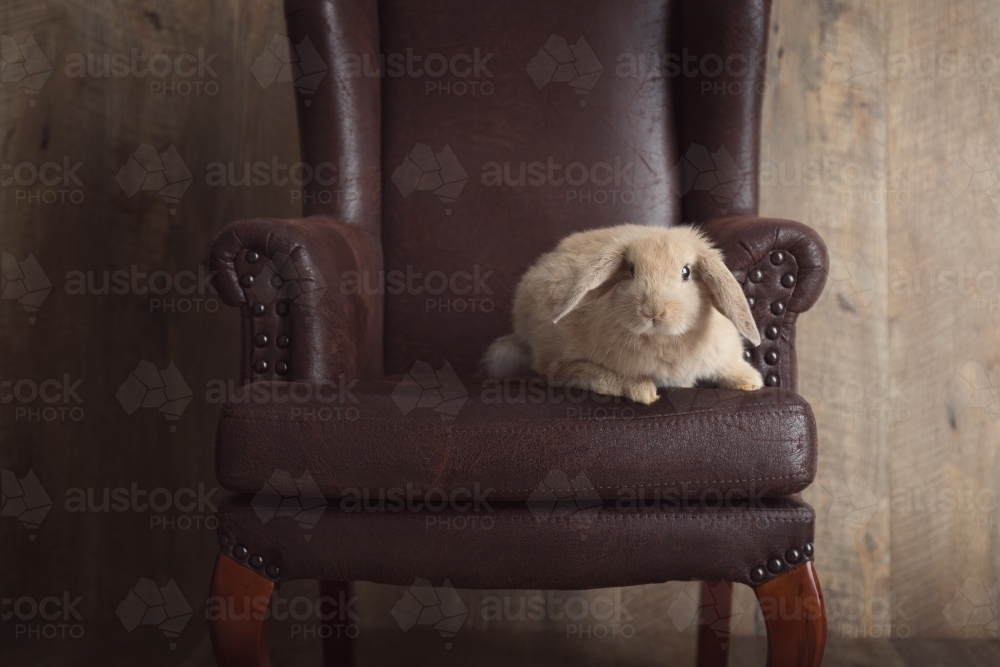 Baby Lop Eared Rabbit Sitting on a Brown Chair - Australian Stock Image