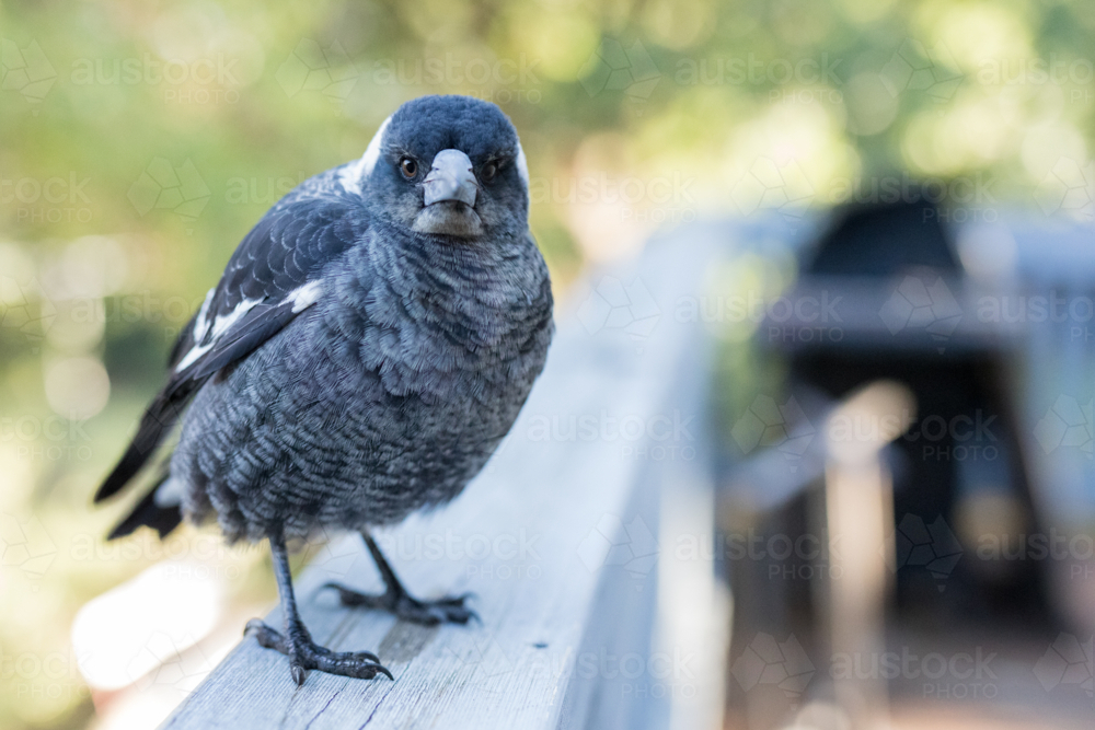 Baby magpie (gymnorhina tibicen) standing on the railing of a deck in a suburban backyard - Australian Stock Image