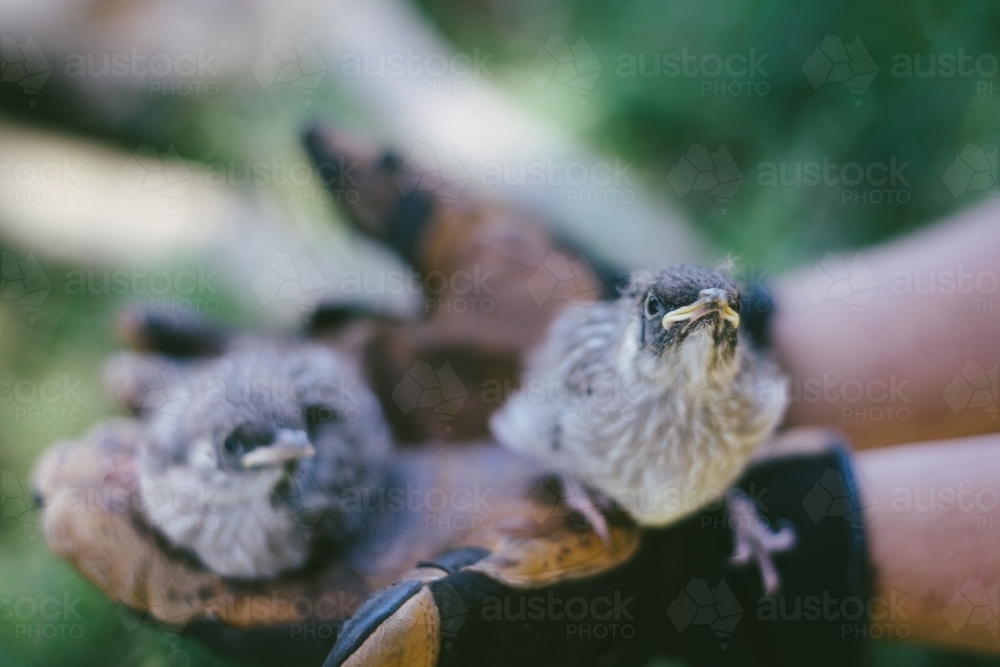 Image of baby noisy minor birds Austockphoto