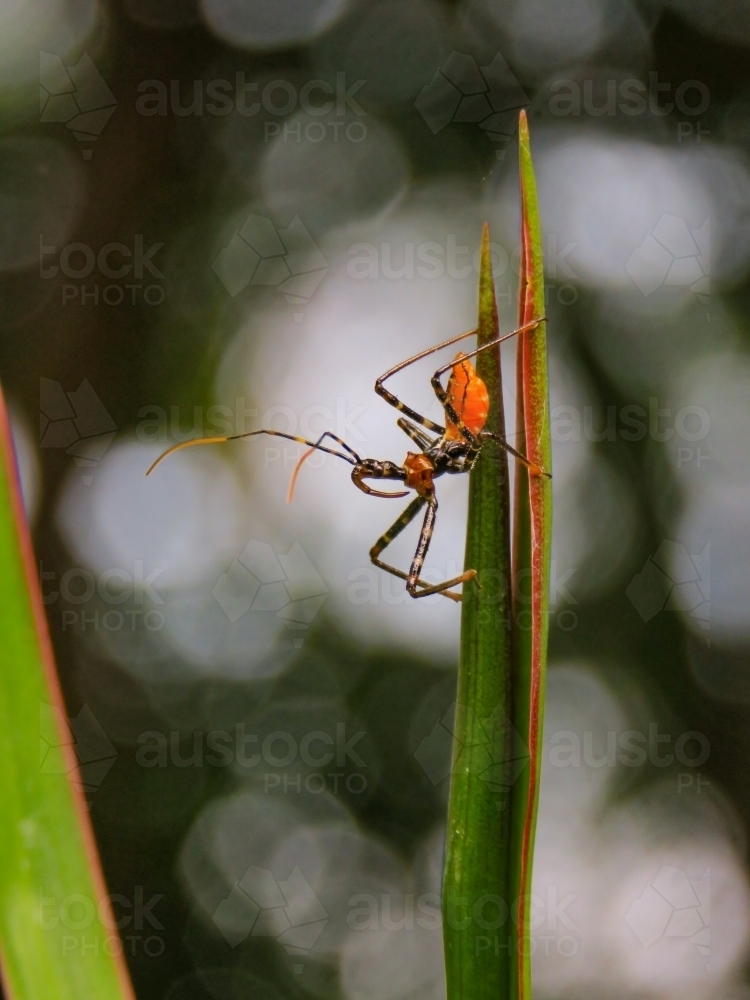 Baby orange assassin bug on vertical leaf with bokeh light - Australian Stock Image