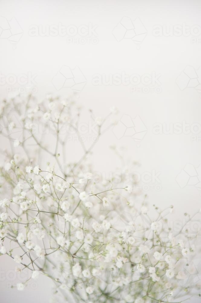 Baby's Breath Flowers - Australian Stock Image
