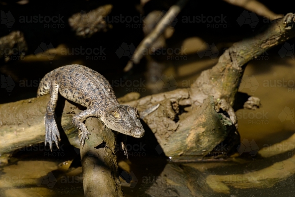 Baby Saltwater Crocodile resting on mangrove tree root - Australian Stock Image