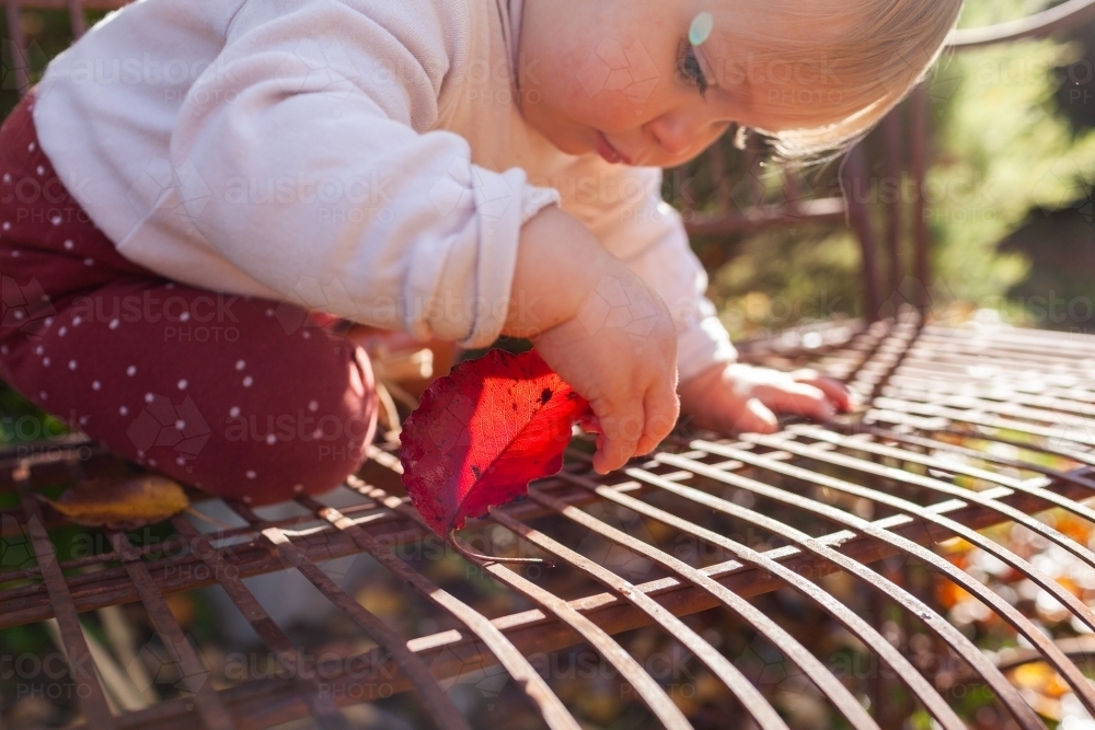 baby with red autumn leaf on seat in garden posting leaf through holes in garden chair - Australian Stock Image