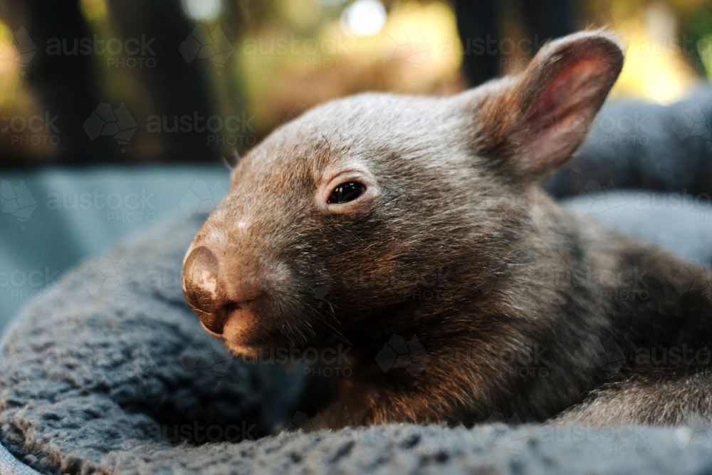 Baby wombat resting on a soft grey cushion. - Australian Stock Image