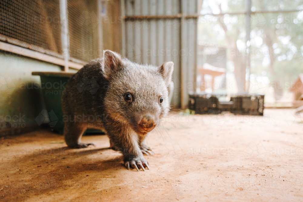 Baby wombat walking on the ground. - Australian Stock Image