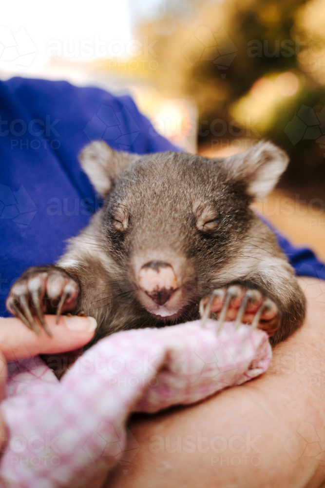 Baby wombat with closed eyes wrapped in a pink cloth and carried in the arms of wildlife carer - Australian Stock Image