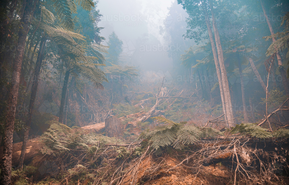 Back burning in Blue Mountains - Australian Stock Image