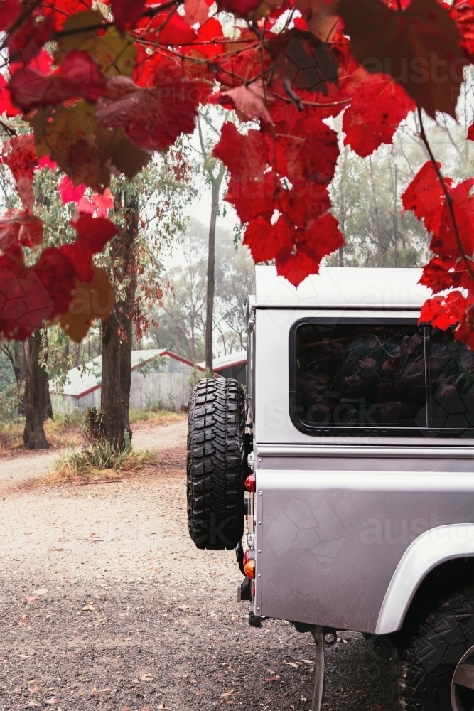 Image of Back end of four wheel drive car with autumn leaves overhead ...