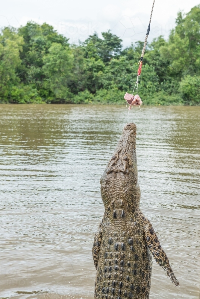 Back of head of crocodile jumping - Australian Stock Image