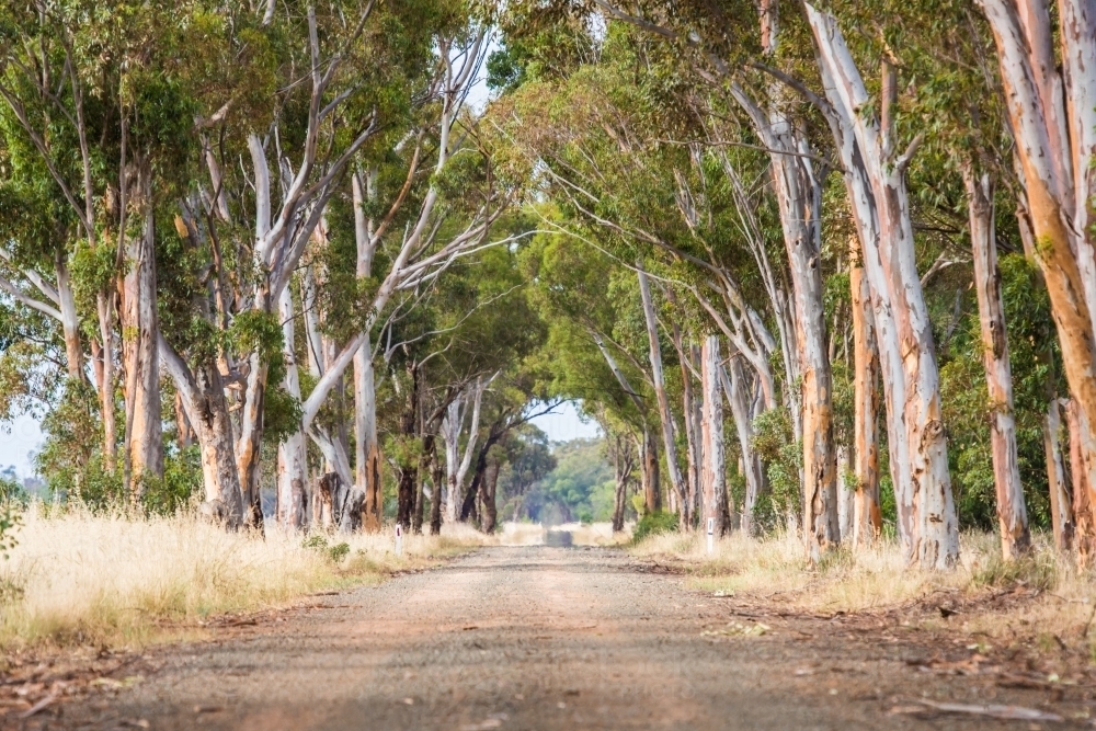 Back road, tunnel of trees. - Australian Stock Image
