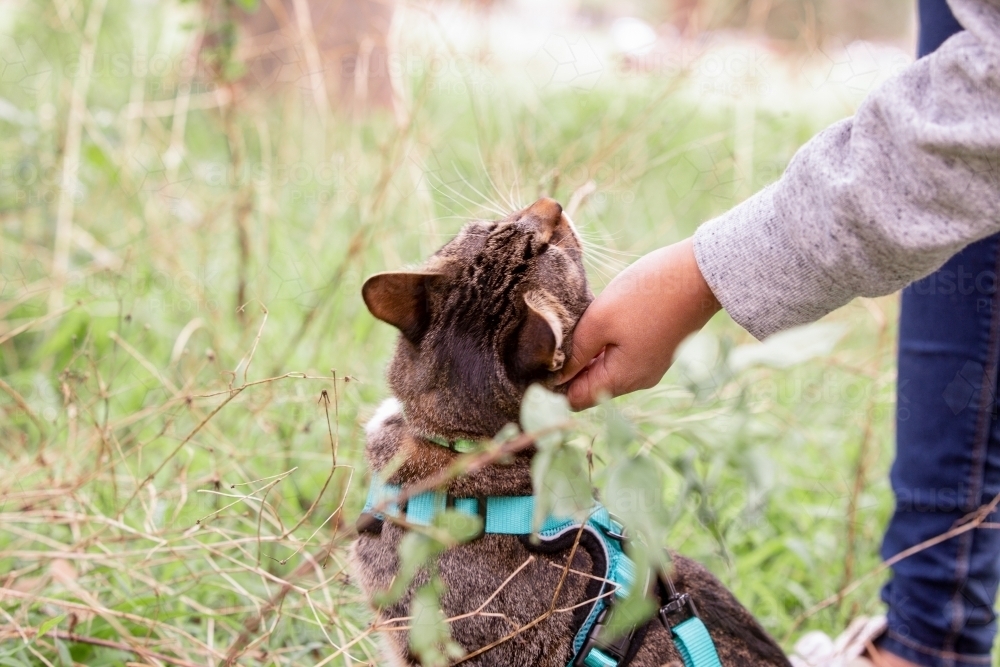 Back shot of a cat sitting down with a blue green leash being touched by a person - Australian Stock Image