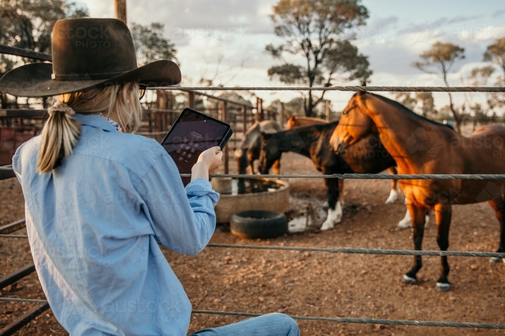 Back view of girl using her tablet standing near horses - Australian Stock Image