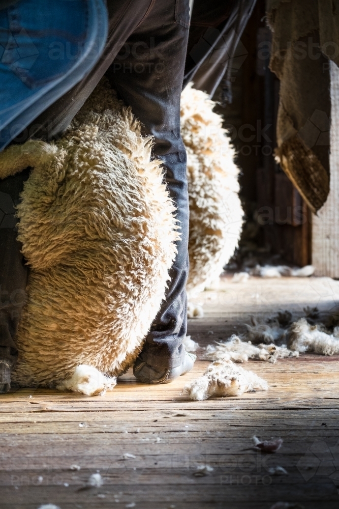 Back view of shearers holding sheep in the wool shed - Australian Stock Image