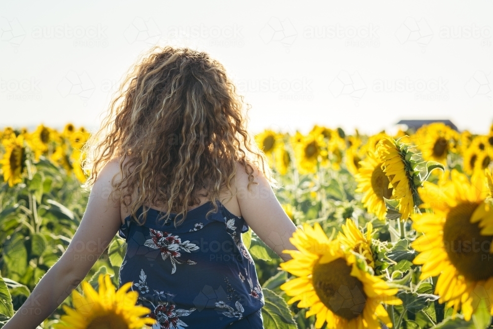 Back view of young woman walking through sunflower field - Australian Stock Image
