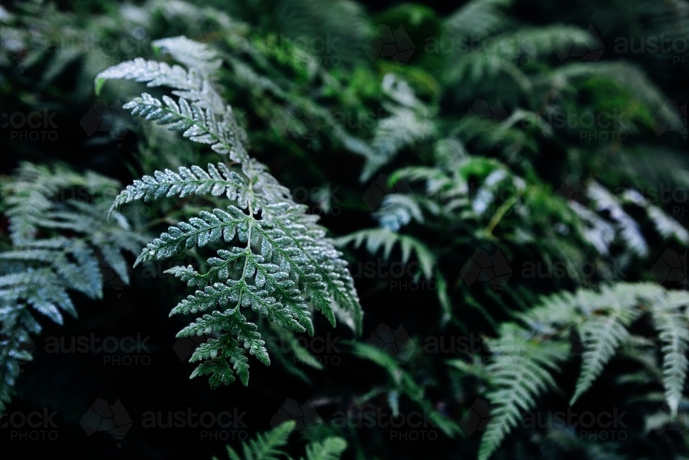 Background of deep green fern leaves in the rainforest in autumn - Australian Stock Image