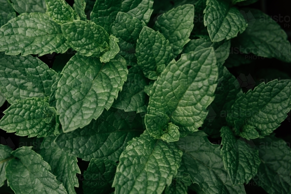 Background of fresh peppermint leaves. - Australian Stock Image
