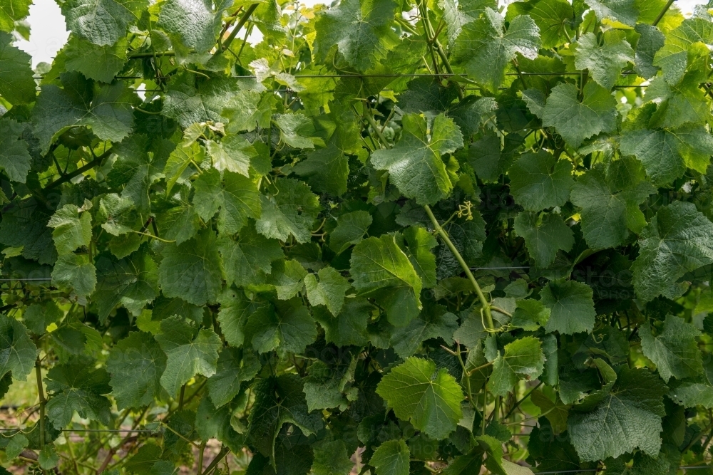 background of grapevines - Australian Stock Image