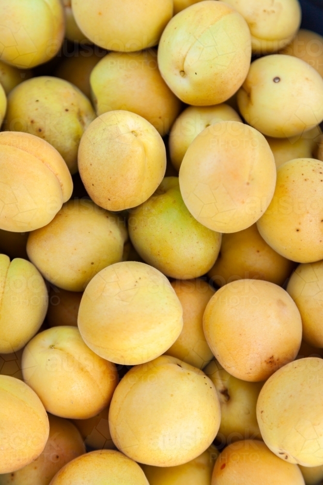 Background texture of fresh picked ripe apricots - Australian Stock Image