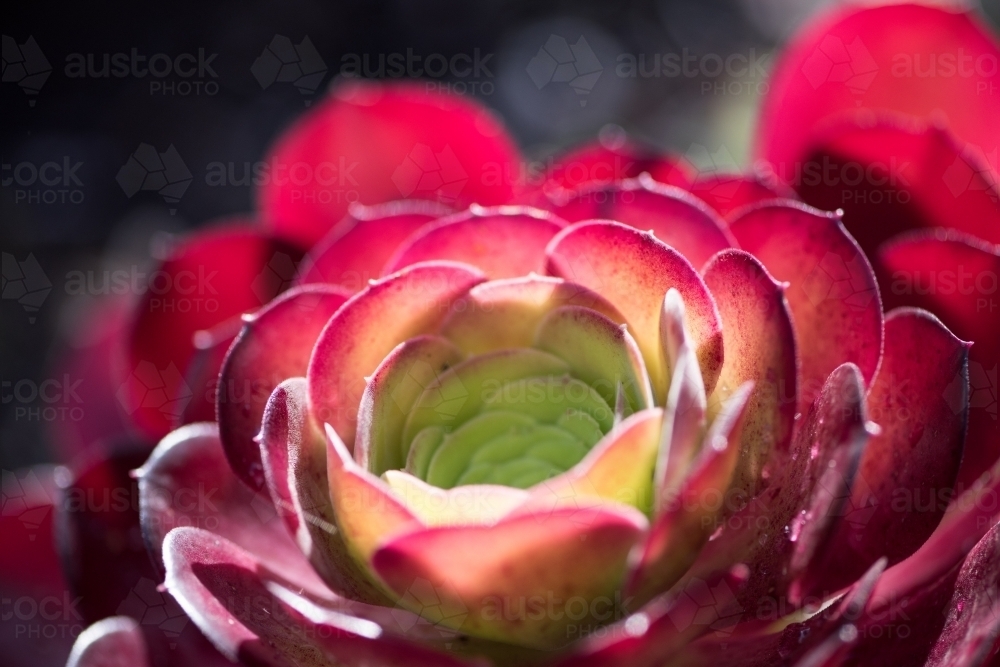 Backlight in the black aeonium closeup - Australian Stock Image