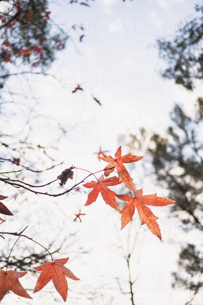 backlit autumn maple leaves - Australian Stock Image