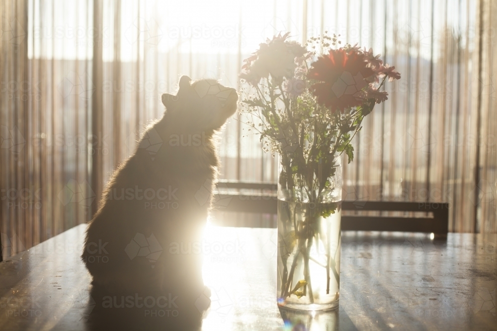 Backlit cat smelling a bunch of flowers - Australian Stock Image