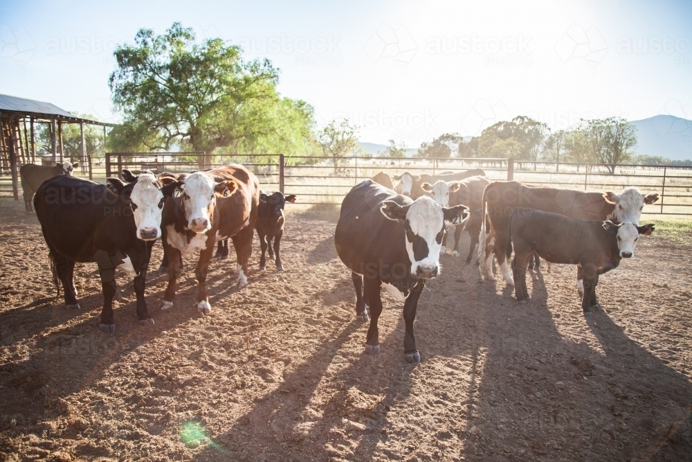 Image of Backlit cattle in dusty australian stockyard on Aussie farm ...