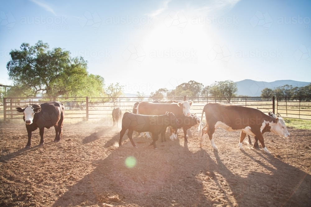 Backlit cattle in dusty australian stockyard on Aussie farm - Australian Stock Image