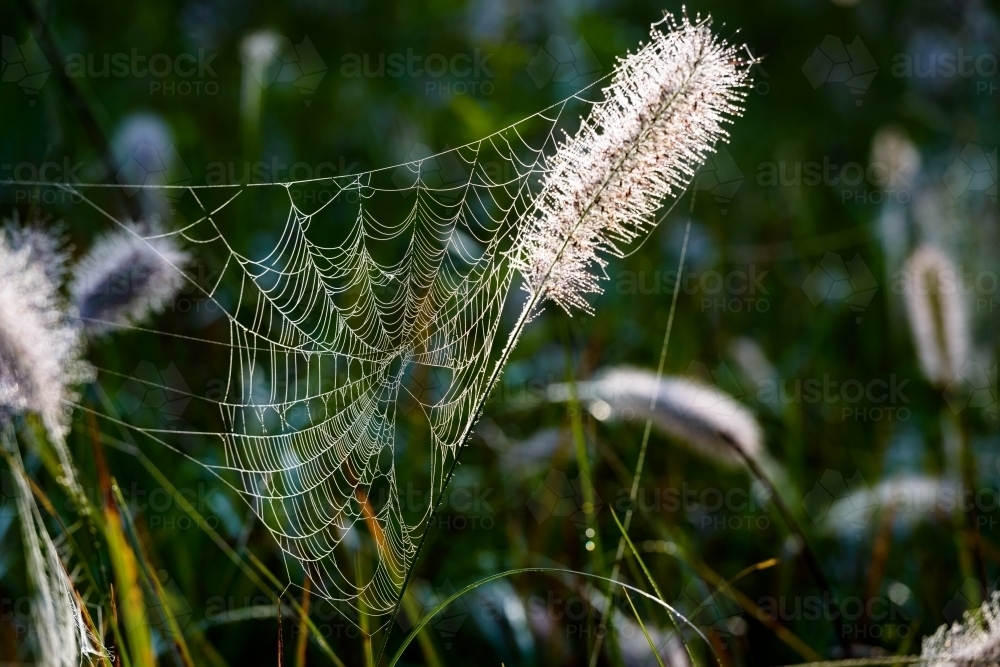 Backlit, dew covered spider's web on pretty pink seed head - Australian Stock Image