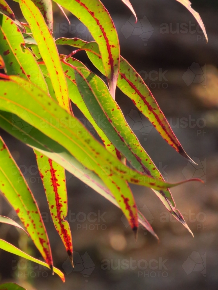 Backlit eucalyptus leaves with red markings - Australian Stock Image