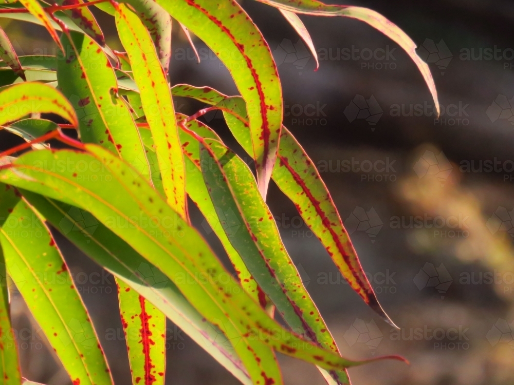 Backlit eucalyptus leaves with red markings - Australian Stock Image