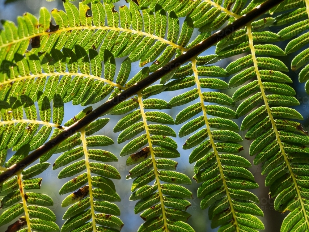 Backlit fern frond with sori contrasted against blue sky - Australian Stock Image