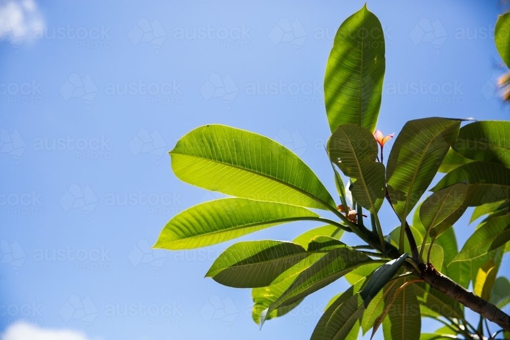 backlit frangipani leaves against a blue sky - Australian Stock Image